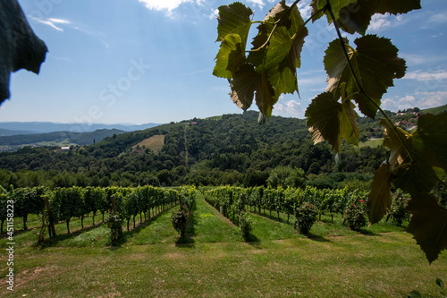 Vine yard, Austria, Styria