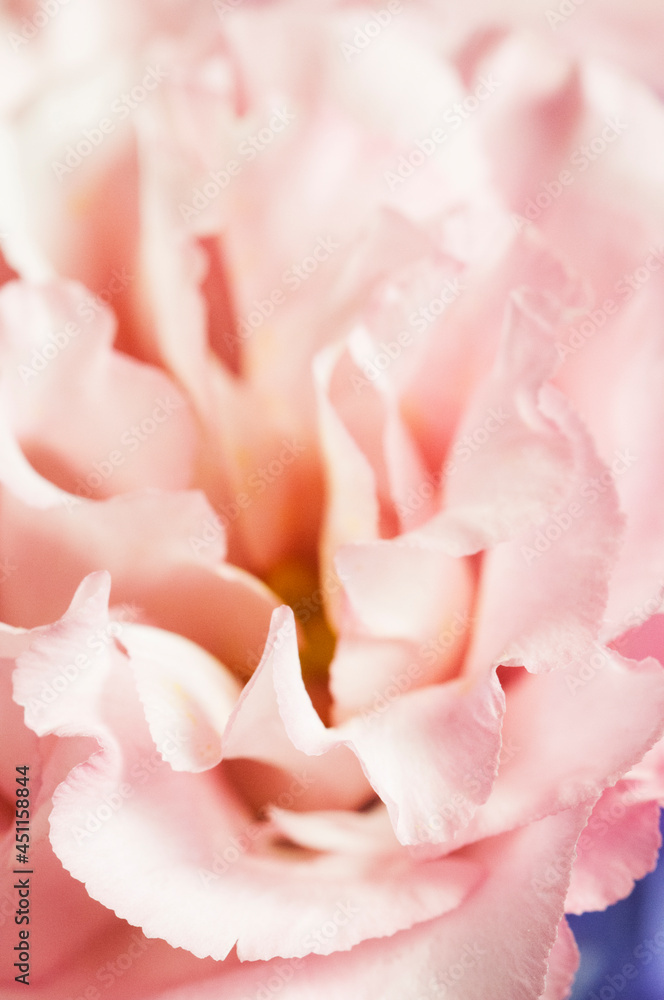 Eustoma flower, close up shot