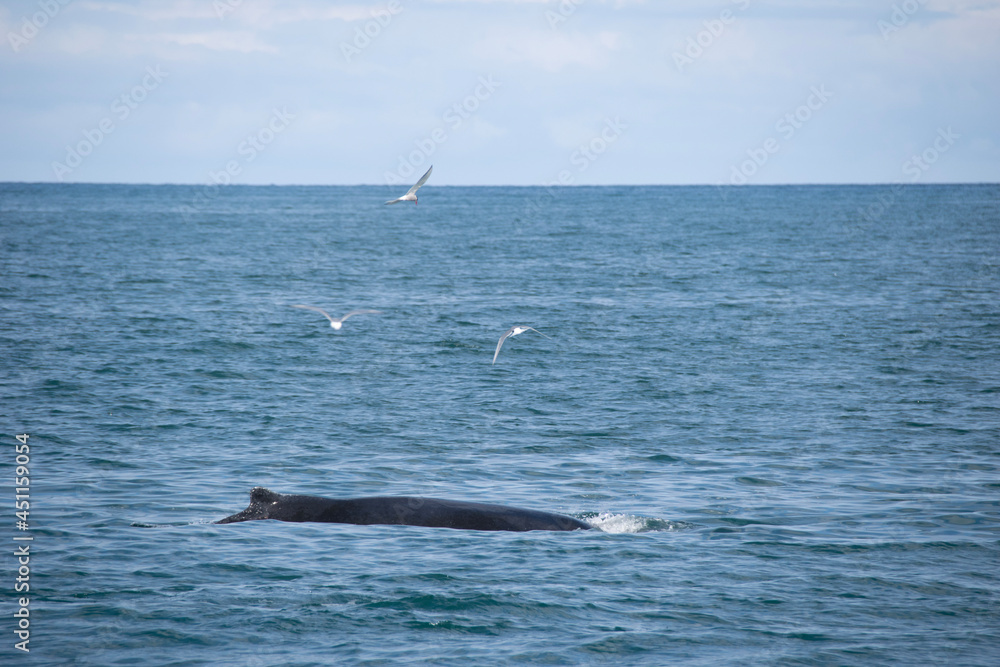 Obraz premium dolphins in the sea