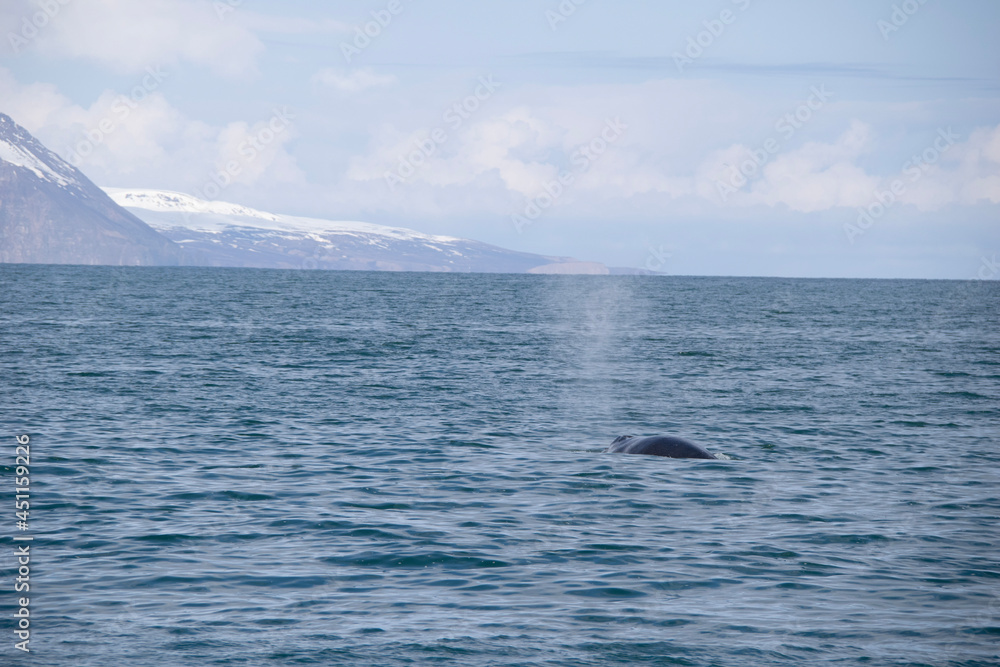 Fototapeta premium humpback tail