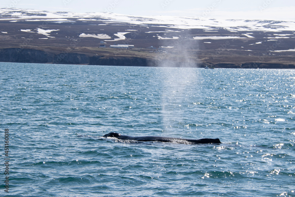 Naklejka premium dolphin jumping out of water