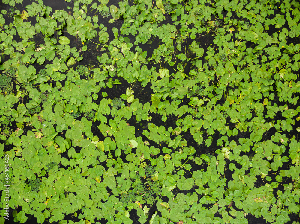 Top view of the river or lake overgrown with Hydrocharis, view from the drone.