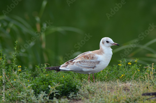 seagull on a background of green grass, close up  © Elena