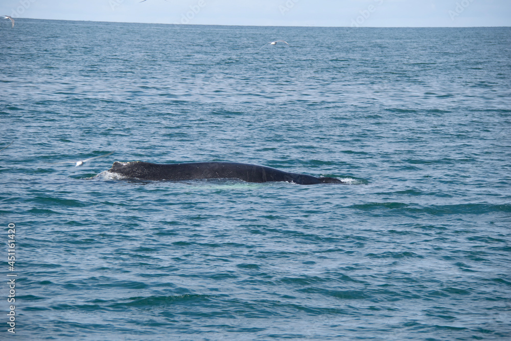 Fototapeta premium dolphin in the water