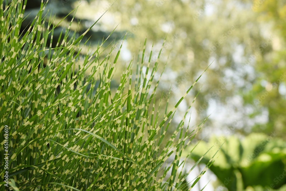 Eulalia 'Zebrinus' grass leaves on bokeh garden background. Eulalia 'Zebrinus' grass leaves on bokeh garden background.