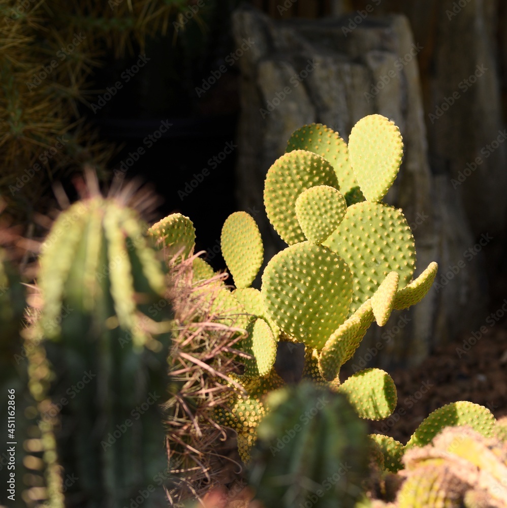 Cactus, collection of various cactuses, cacti natural sunny background. Cactus, collection of various cactuses, cacti natural sunny background.