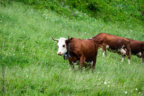 Vache de Haute-Savoie