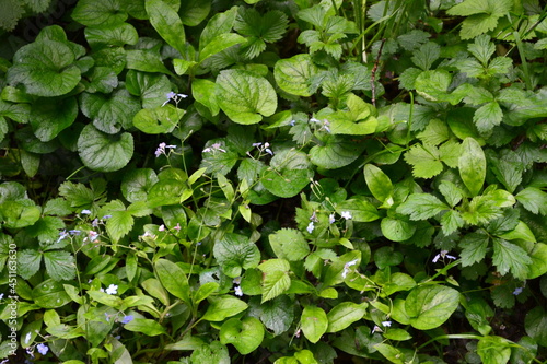 green leaves in the garden