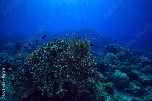 under water ocean   landscape underwater world  scene blue idyll nature