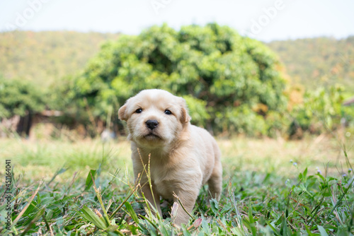 Wallpaper Mural puppy dog looking a camera on green grass. Torontodigital.ca