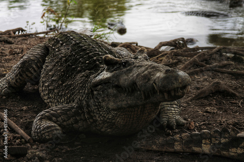 Closeup of a huge crocodile resting on the riverside
