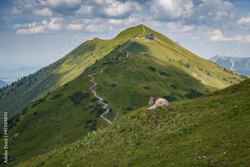 Wallpaper Mural Eine Kuh auf einer Almwiese mit dem Fellhorn im Hintergrund Torontodigital.ca