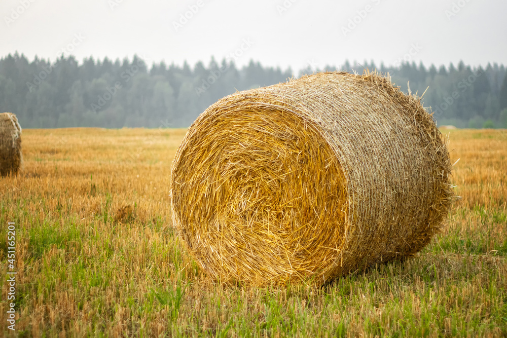 Hay bales in a farm field after harvest. Hay bales in a farm field after harvest.