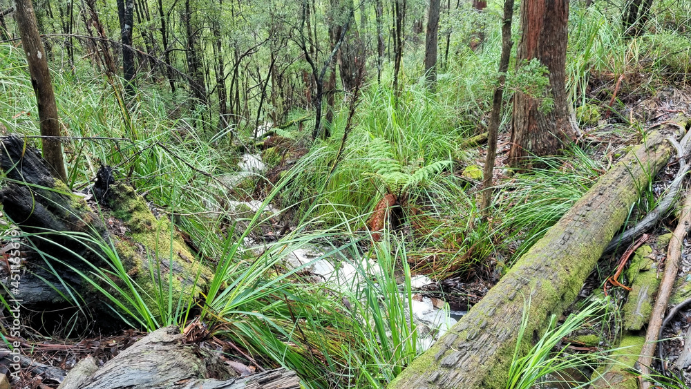 Fallen Tree over a small creek in Temperate Rain Forest on the Cape Raoul Track Tasmania Australia. Fallen Tree over a small creek in Temperate Rain Forest on the Cape Raoul Track Tasmania Australia.