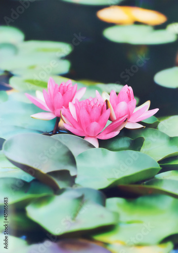 Pink water lily lotus flower in pond green leaves. 