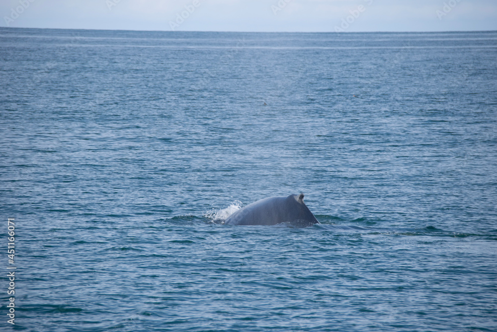 Fototapeta premium whale in the sea