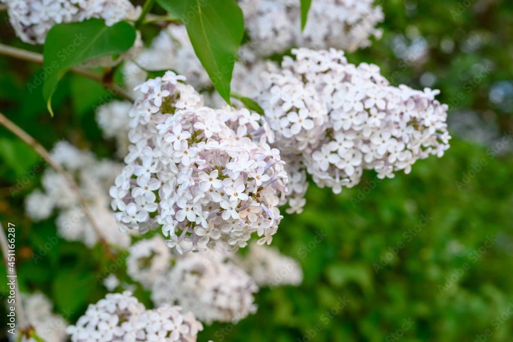 Blooming spring flowers. Beautiful flowering flowers of lilac tree. Spring concept. The branches of lilac on a tree in a garden. Blooming spring flowers. Beautiful flowering flowers of lilac tree. Spring concept. The branches of lilac on a tree in a garden.