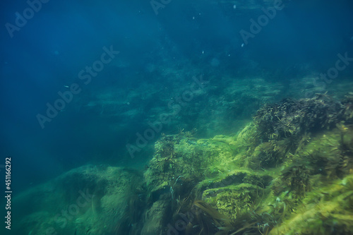 underwater landscape reef with algae, sea north, view in the cold sea ecosystem © kichigin19