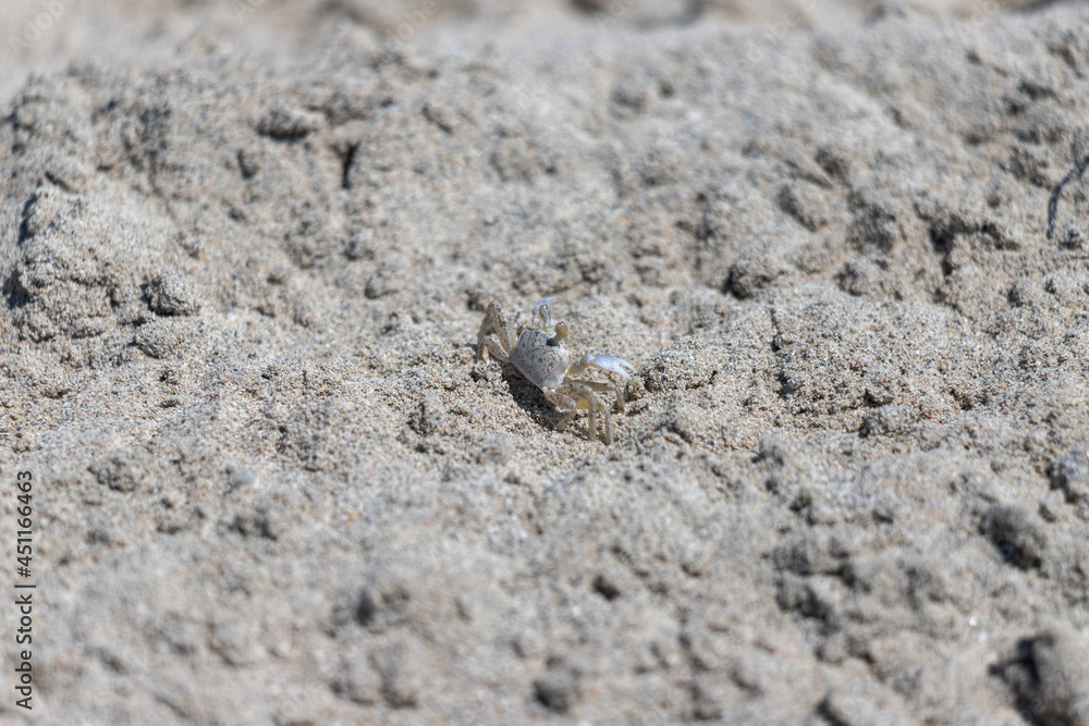 Small crab on the sand close up Small crab on the sand close up