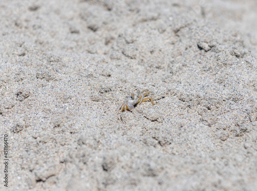 Small crab on the sand close up