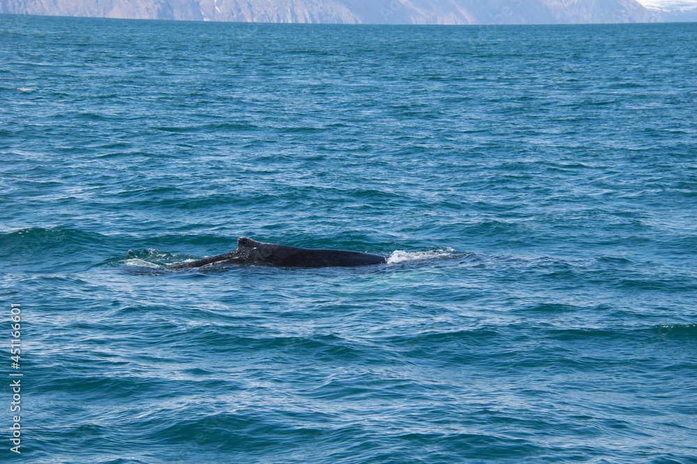 Obraz premium dolphin in the water