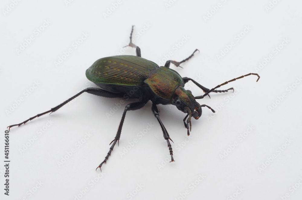 アオオサムシ 白背景 (Carabus insulicol) アオオサムシ 白背景 (Carabus insulicol)