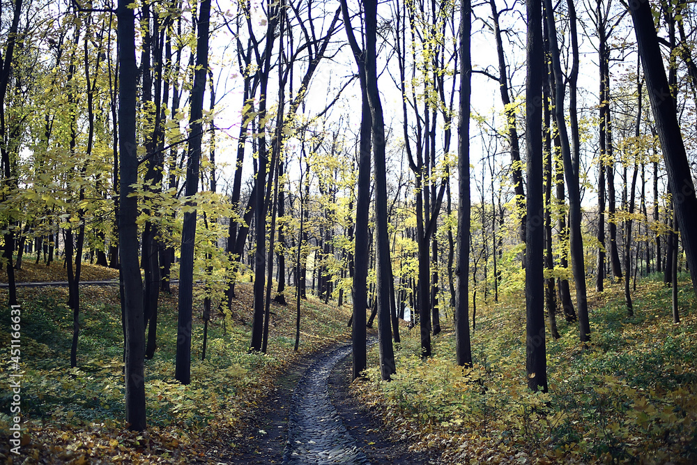 Obraz premium autumn season landscape in park, view of yellow trees alley background