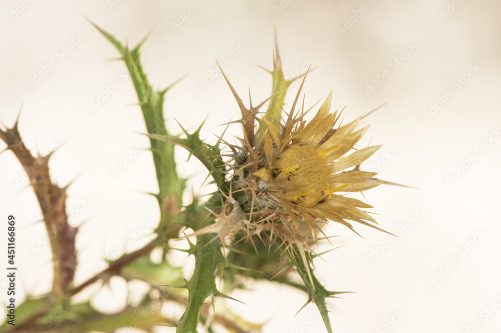 Carlina corymbosa clustered carline thistle summer spiky flower with yellow flowers brown leaves and green stems on blurred brown background