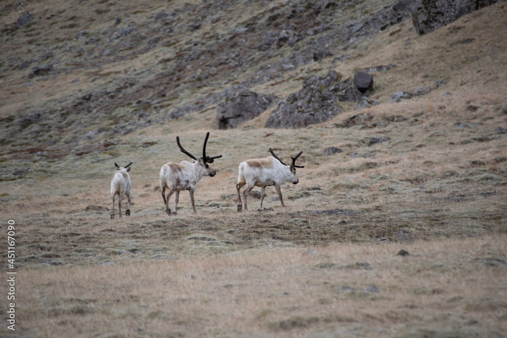 Naklejka premium antelope in the wild