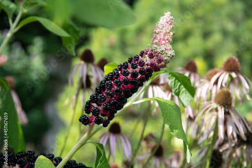 Amerikanische Kermesbeere