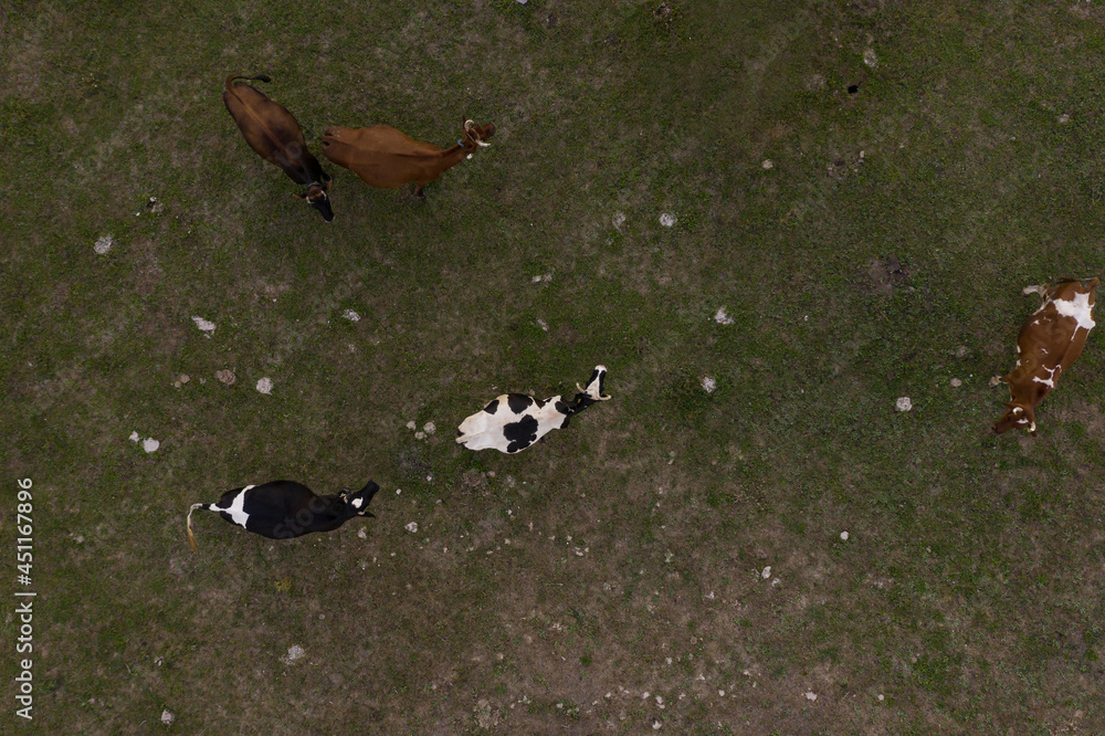 Aerial herd of cows on green field. Top down view of cow.