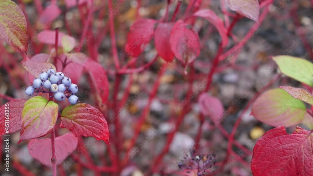 Red autumn leaves, wild dogwood berry fall leaf in forest or woods. Leafage in park in september, october or november. Seasonal foliage in woodland. Natural floral background. Bush or shrub tiny plant Red autumn leaves, wild dogwood berry fall leaf in forest or woods. Leafage in park in september, october or november. Seasonal foliage in woodland. Natural floral background. Bush or shrub tiny plant