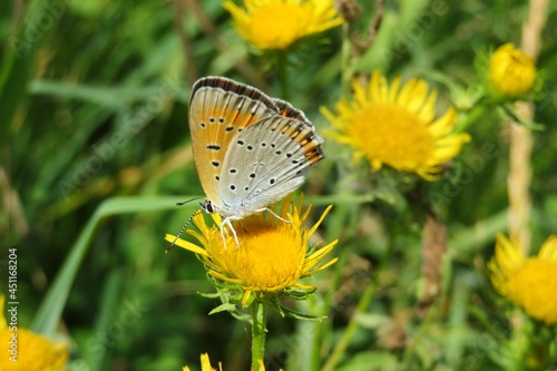 Beautiful lycaena butterfly on a yellow flower in the meadow, closeup photo