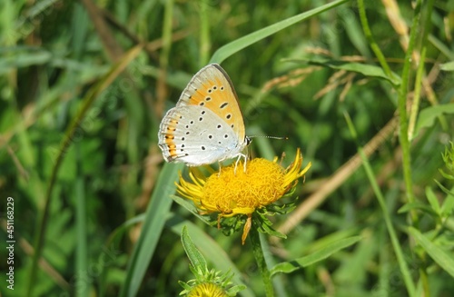 Beautiful lycaena butterfly on yellow flower in the meadow, closeup photo