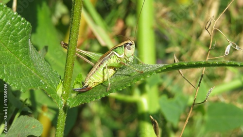 Valokuva Beautiful panoramic view of green grasshopper on leaf