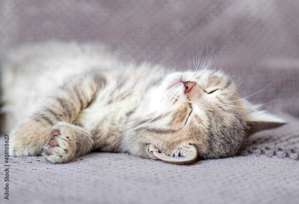 Cute tabby kitten lies on gray soft sofa. Cat rest on its back napping on bed. Comfortable pet sleeping in cozy home.