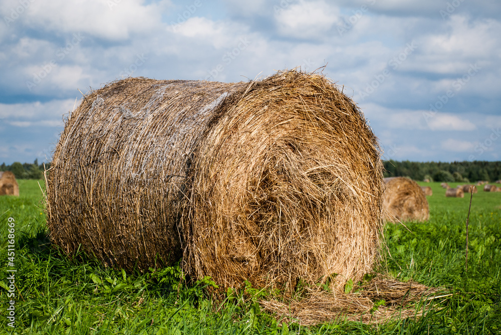 Large round haystack in a field among green grass on a blue sky background Large round haystack in a field among green grass on a blue sky background
