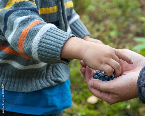 The hand of a little boy in a striped jacket takes blue berries from the palm outstretched to him