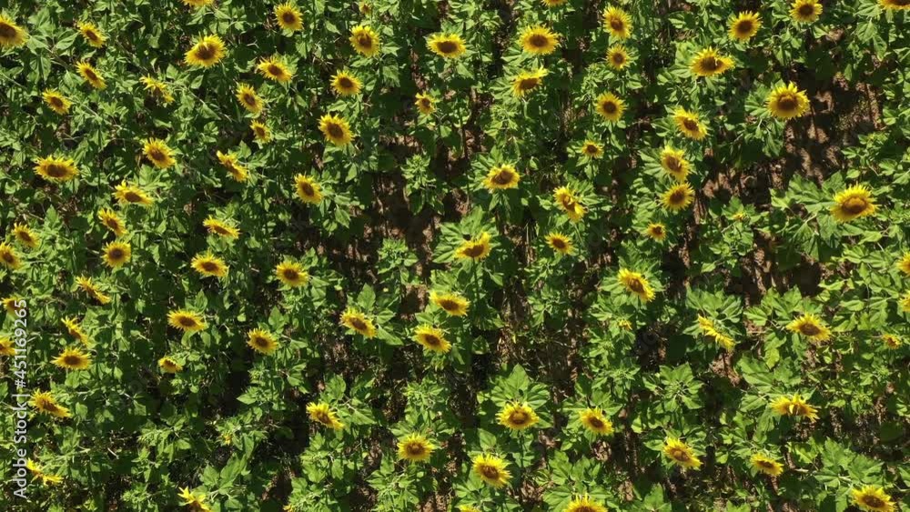 Preciosos campos de girasoles en verano Preciosos campos de girasoles en verano