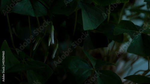 Macro time lapse video of flower leaves unfold with sunrise