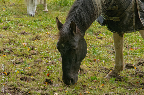 Un cheval noir dans une prairie © Roger