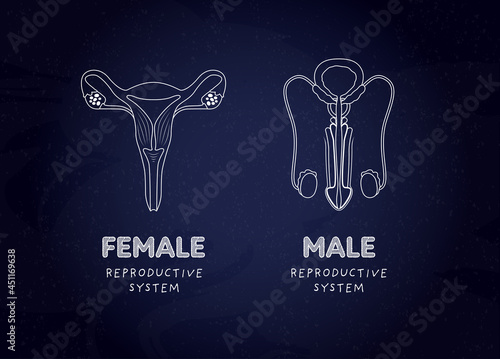 Sex education reproductive system biology class concept. Vector flat illustration. Banner template. Male and female internal organ on blackboard background. Design for education.