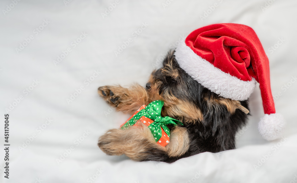 Funny tiny Yorkshire terrier puppy wearing red santa hat sleeps under white blanket at home and holds gift box. Top down view. Empty space for text Funny tiny Yorkshire terrier puppy wearing red santa hat sleeps under white blanket at home and holds gift box. Top down view. Empty space for text