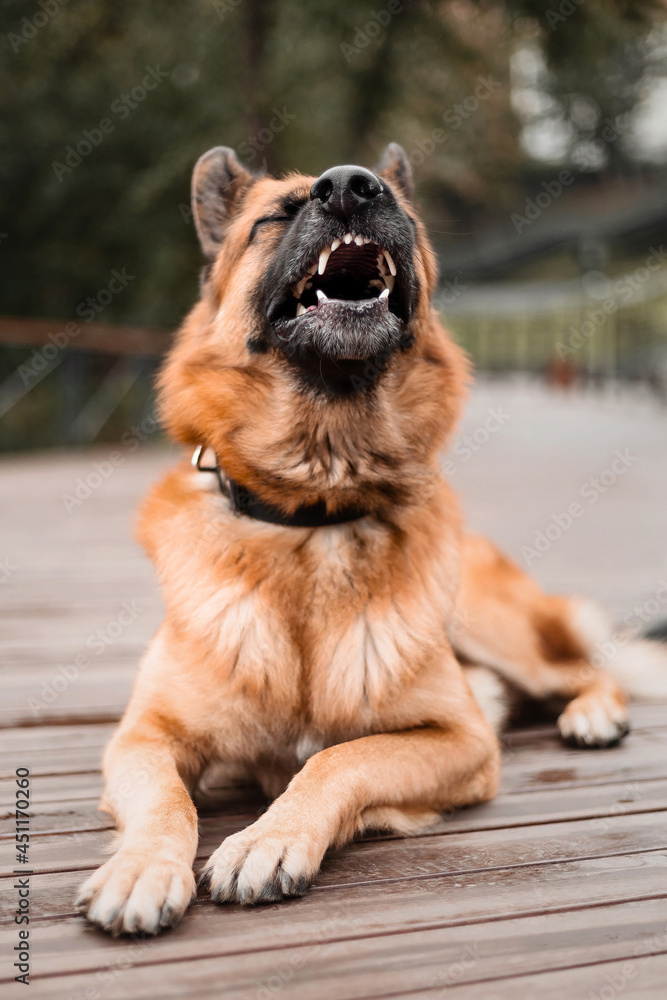 Adorable German Shepherd dog portrait in city.