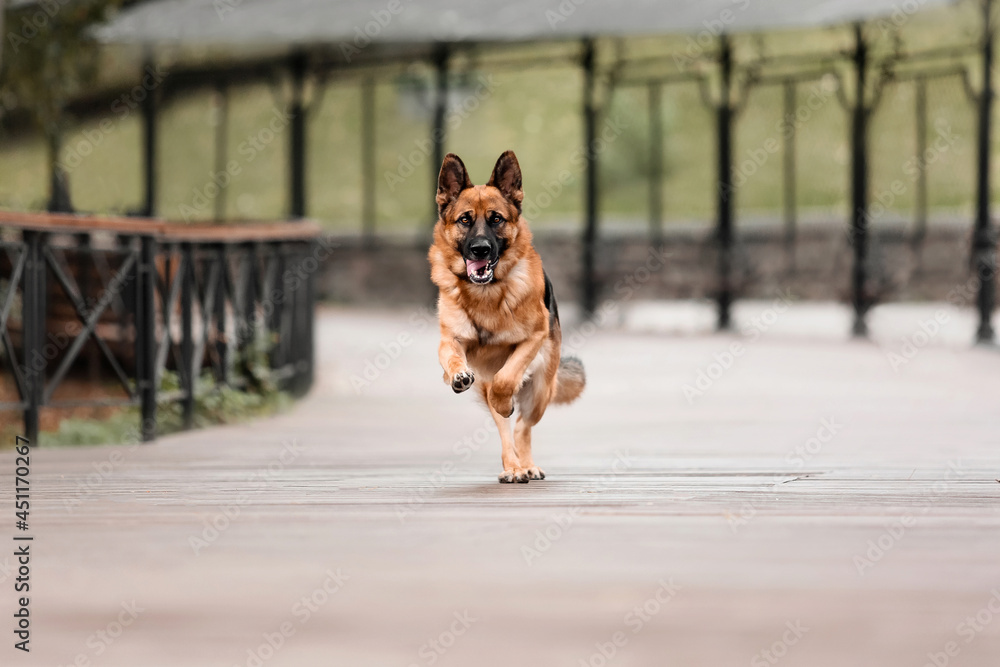 Adorable German Shepherd dog portrait in nature Adorable German Shepherd dog portrait in nature