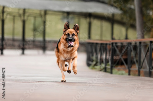 Adorable German Shepherd dog portrait in city.