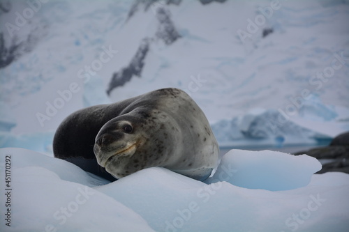 A Leopard Seal resting on an iceberg, on the Antarctic Peninsula