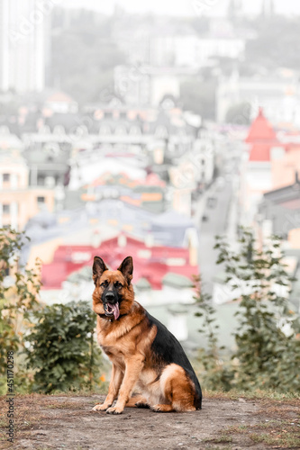 Adorable German Shepherd dog portrait in nature