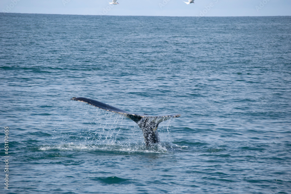 Fototapeta premium humpback tail