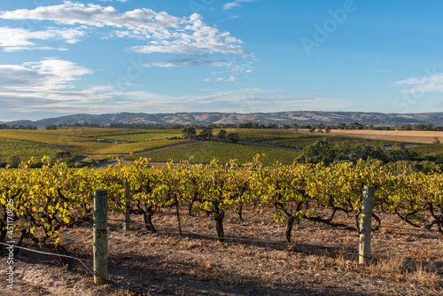 Rows of grape vines in McLaren Vale, South Australia